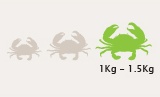 Large Mud Crab Size