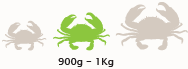 Medium Mud Crab Size