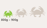 Small Mud Crab Size